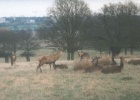 richmond deer  Deer at Richmond Park.