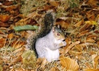 squirrel1  The best part of London is the Squirrels.They are pretty shy but if you have food they will come up and eat right out of your hand.