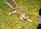 squirrel2  The best part of London is the Squirrels.They are pretty shy but if you have food they will come up and eat right out of your hand.