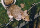 squirrel3  The best part of London is the Squirrels.They are pretty shy but if you have food they will come up and eat right out of your hand.