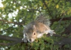 squirrel5  The best part of London is the Squirrels.They are pretty shy but if you have food they will come up and eat right out of your hand.