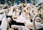 swans  There is an old law that says that all the swans in England belong to the Queen. Not sure what she plans to do with them, though.