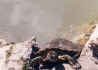 turtle1  There is an island in the middle of the Danube river in Budapest. There are little ponds in the island, with fish and stuff. These Turtles were pretty cool. They were about 15cm long, and would come right up to you if you pretended to have food.