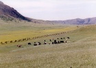 yaks  Wild yaks.