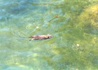 otter  Near where we were staying at lake Issyk-Kul, there was a big pond where we would go to feed a wild otter. The Russian word for otter is 'nutria', so we called our otter Natasha Nutria. Natasha liked stale bread and biscuits.