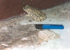 toad  There was a big monument which was lit up at night and these huge toads would come out at night to catch insects that were drawn to the lights.