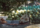 watermelons  A waterman salesman hard at work.