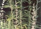 weed  Marijuana grows wild in Kyrgyzstan. These are some plants we found by the side of the road when we were walking near Bishkek.