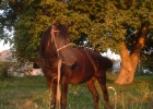 DSCF0093