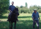 Fatto the horse