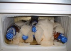 DSCF0103  What happens when you leave beer in the freezer? Beer Sorbet!