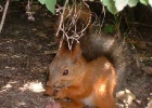 red squirrel  A Red Squirrel.