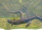 S2IS 2005 08 29 073  Eels at the Royal Botanic Gardens.