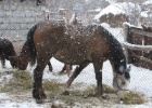 IMG 1809  Kyrgyz animals are well adapted to the conditions. Even the horses had thick wooly coats.