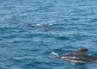 IMG 8633  Tarifa - We went whale watching and saw these Pilot Whales.