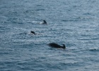 IMG 8636  Tarifa - We went whale watching and saw these Pilot Whales.