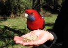 IMG 5513  Near Healesville Sanctuary