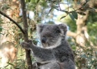IMG 5575  Healesville Sanctuary