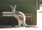 IMG 5589  Healesville Sanctuary