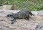 IMG 5612  Healesville Sanctuary