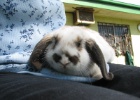 IMG 6326  Robinvale  This is Bagel the rabbit.