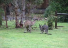 IMG 6493  Halls Gap  This is the view from our cabin. Every moring and evening roos came out to graze.
