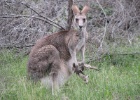 IMG 6639  The Grampians  A roo with a joey in her pouch.