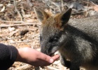 IMG 6994  Halls Gap