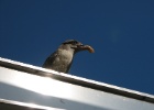 IMG 7371  Melbourne  A Kookaburra.