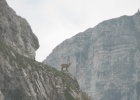 IMG 3632  Mt. Pilatus  This photo was taken from our bedroom window. Bema spotted this beautiful wild Ibex just after we arrived.