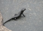 IMG 3690  Mt. Pilatus  We got up early one morning and found these lizard like things all around the mountain. They were about 15cm long and all slimy.