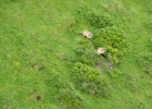 IMG 4496  Grindelwald  We saw these wild Marmots from the cable-car to Grindelwald.