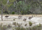 P1010902  Emus  Robinvale, Australia