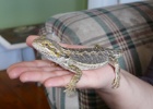 P1010925  A Bearded Dragon  Merbein South, Australia