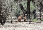 P1010930  Robinvale, Australia