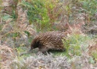 P1020220  An Echidna  Wilsons Promontory, Australia