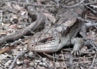 P1020273  A Blue Tounged Lizard  Wilsons Promontory, Australia