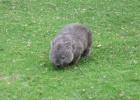 P1020344  Wombat  Wilsons Promontory, Australia