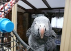 P1030479  Our host's parrot  Zelzate, Belgium