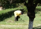 P1000421  Bishkek  A man cutting the grass with a sickle.