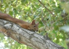 P1000500  Bishkek  A Red Squirrel.