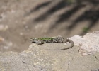 IMG 8991  These little lizards where everywhere in Stromboli.