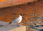 IMG 0155  Olso