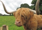 IMG 2223  A highland cow.