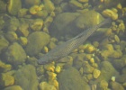 DSC 2859  There was a stream running through the middle of the town which was full of trout.  Bad Aussee