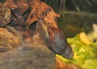 DSC 0897  A snail on a snail, The Antwerp Zoo, Antwerp.