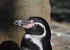 DSC 0933  The Antwerp Zoo, Antwerp.