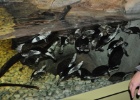 DSC 0987  The Antwerp Zoo, Antwerp.
