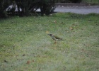 DSC 2476  A woodpecker, Cesky Krumlov
