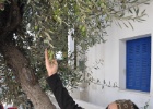 DSC 3910  Naxos